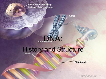 DNA: History and Structure. A Brief History of DNA (deoxyribonucleic acid): –Discovery of DNA by many different scientists –1928 – Griffith – studied.