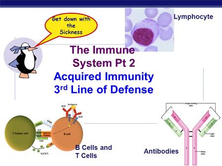 The Immune System Pt 2 Acquired Immunity 3 rd Line of Defense B Cells and T Cells Lymphocyte Antibodies Get down with the Sickness.