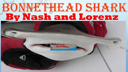 Bonnethead Shark By Nash and Lorenz  The Bonnethead’s teeth, in the front of it’s mouth, are small, sharp teeth. there are bigger teeth, in the back.