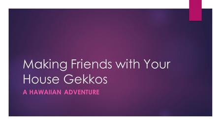 Making Friends with Your House Gekkos A HAWAIIAN ADVENTURE.