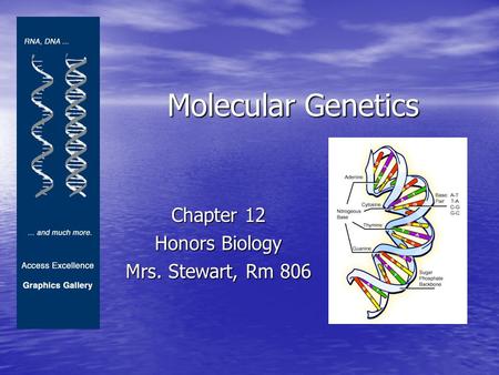 Molecular Genetics Chapter 12 Honors Biology Mrs. Stewart, Rm 806.