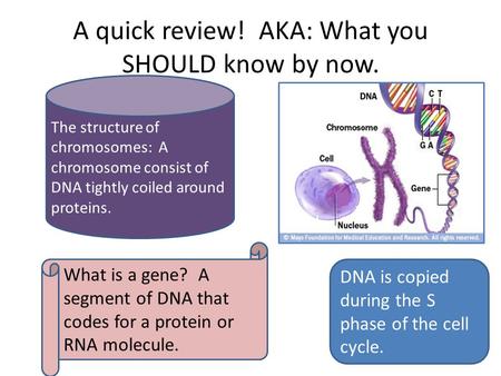 A quick review! AKA: What you SHOULD know by now. DNA is copied during the S phase of the cell cycle. What is a gene? A segment of DNA that codes for a.