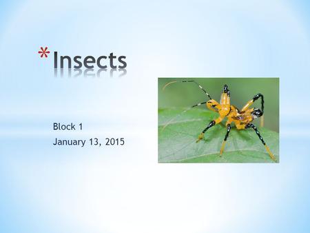Insects Block 1 January 13, 2015.