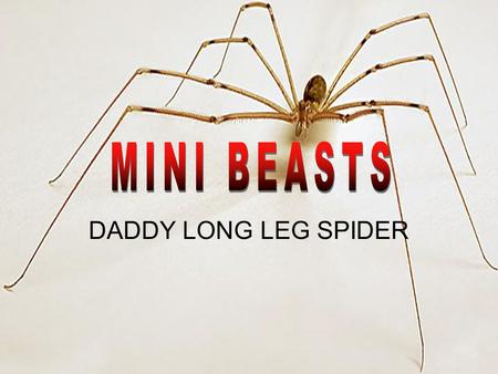 DADDY LONG LEG SPIDER. A Daddy Long Legs' body is around 2- 10mm in length and legs that can reach up to 50mm long. The first pair of legs is five and.