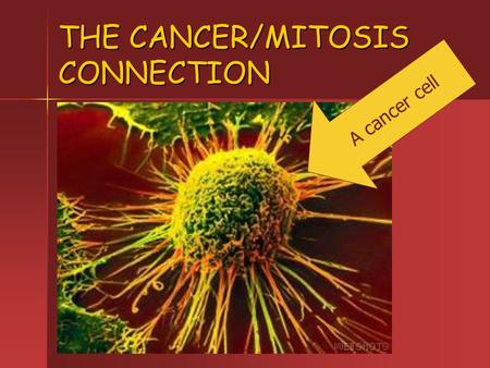 THE CANCER/MITOSIS CONNECTION A cancer cell. All cells have a controlled rate of division that is appropriate for their role in the body. All cells have.