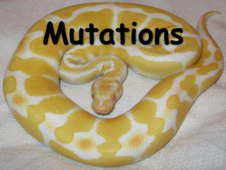 Mutations. Definition mutation A mutation is a change in an organism’s DNA – Silent mutations are changes that do not result in a change to the organisms.