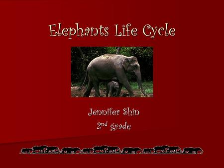 Elephants Life Cycle Jennifer Shin 2 nd grade 2 nd grade standard Plants and animals have predictable life cycles. SSSStudents know that organisms.