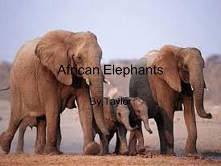 African Elephants By,Taylor. Physical Traits Trunks Tusks Tough Feet Tails.