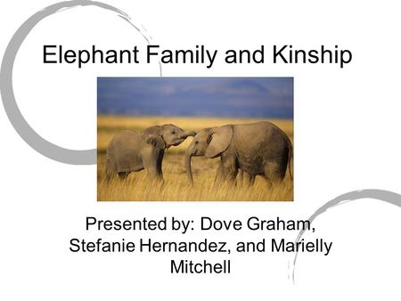Elephant Family and Kinship Presented by: Dove Graham, Stefanie Hernandez, and Marielly Mitchell.