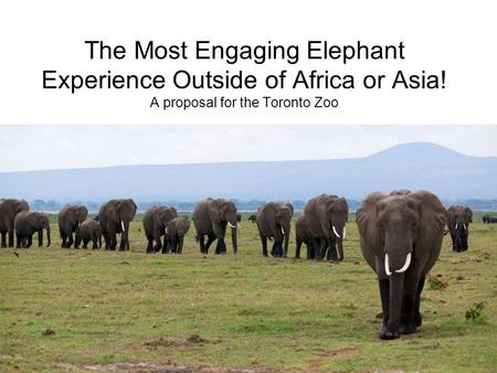 The Most Engaging Elephant Experience Outside of Africa or Asia! A proposal for the Toronto Zoo.