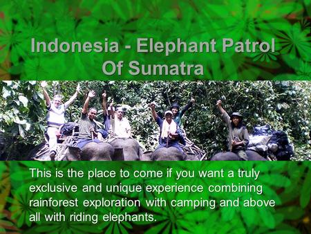 Indonesia - Elephant Patrol Of Sumatra This is the place to come if you want a truly exclusive and unique experience combining rainforest exploration with.