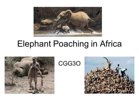 Elephant Poaching in Africa CGG3O. Why? Elephant ivory has been used by humans for millennia for various purposes In the 19th and early part of the 20th.