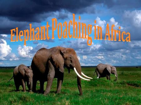 Elephant Poaching in Africa
