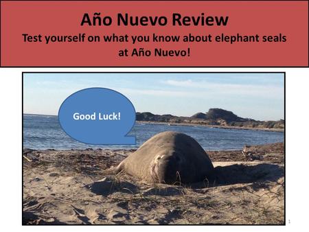 Año Nuevo Review Test yourself on what you know about elephant seals at Año Nuevo! 1 Good Luck!