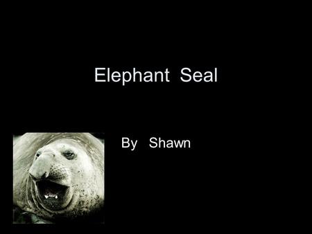 Elephant Seal By Shawn Mammal It has lungs and a backbone.