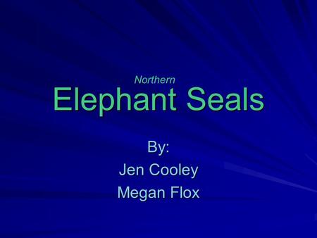 Elephant Seals By: Jen Cooley Megan Flox Northern.