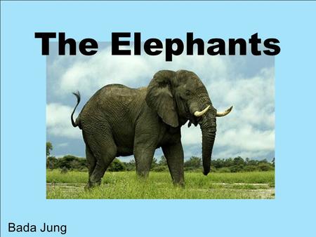 The Elephants Bada Jung.