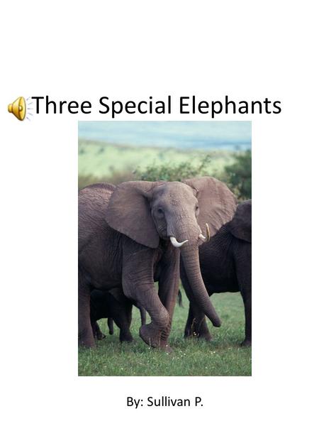 Three Special Elephants By: Sullivan By: Sullivan P.