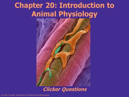 Chapter 20: Introduction to Animal Physiology Clicker Questions by Kris Curran, University of Wisconsin-Whitewater.