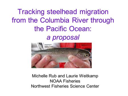 Tracking steelhead migration from the Columbia River through the Pacific Ocean: a proposal Michelle Rub and Laurie Weitkamp NOAA Fisheries Northwest Fisheries.