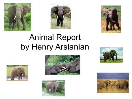Animal Report by Henry Arslanian