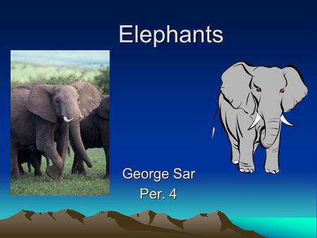 Elephants Elephants George Sar Per. 4. Basic Information Elephants are a family in the order Proboscidea in the class Mammalia. There are three living.