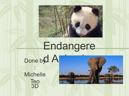 Endangere d Animals Done by : Michelle Teo 3D. Giant Panda The Giant Panda is an endangered animal, an estimated 1600 individuals in the wild. Pandas.
