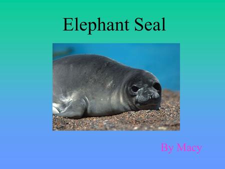 Elephant Seal By Macy. The elephant seal’s biome is Antarctica which is in the Arctic Circle and near the North Pole. In Antarctica the climate is very.