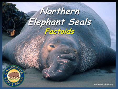 (C) 2008 California State Parks 1 Northern Elephant Seals Factoids.