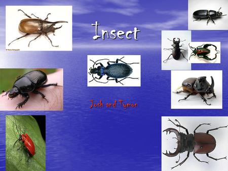 Insect Josh and Tymon. contents Beetle-3-4 Ladybirds- 5 Grasshoppers -6 Wasps -7 Caterpillars -8 Bees -9 Glossary 10.