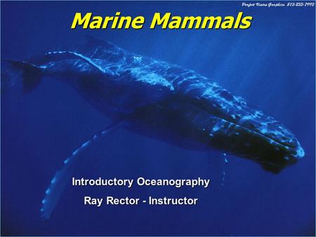 Marine Mammals Introductory Oceanography Ray Rector - Instructor.