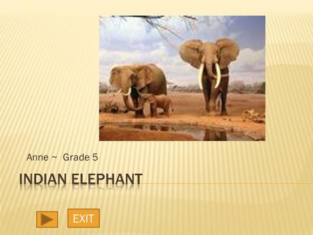 Anne ~ Grade 5 EXIT.  The elephant is the largest living land animal on earth. The Indian elephant, Elephas maximus indicus, is smaller than its African.