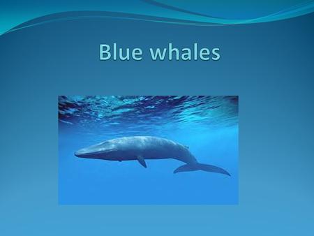 The blue whale is one of the most amazing animals on the planet Not only is it the biggest and the loudest animal that has ever lived It’s food is one.