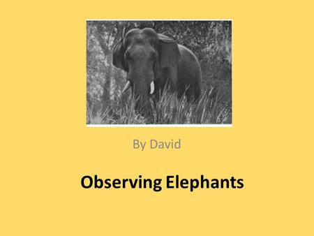 Observing Elephants By David. I am going to China to see some wild elephants in their natural habitat. I could learn about them in their natural environment.