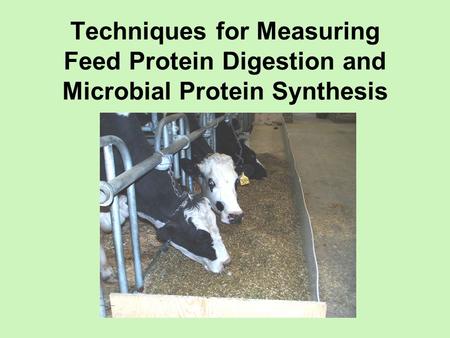 Techniques for Measuring Feed Protein Digestion and Microbial Protein Synthesis To establish the amounts and ratios of nutrients necessary for optimal.