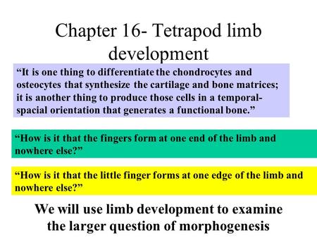 Chapter 16- Tetrapod limb development “It is one thing to differentiate the chondrocytes and osteocytes that synthesize the cartilage and bone matrices;