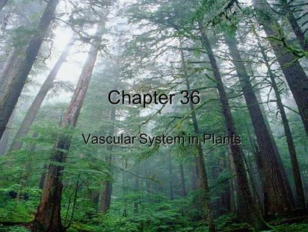 Chapter 36 Vascular System in Plants. Three ways water moves through root hairs 1)Apoplast: water moves through cell walls and never enter cells 2)Symplast: