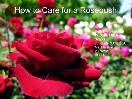 How to Care for a Rosebush By: Karla Segovia W. Stiern Middle School 7th grade GATE ELA Ms. Marshall 2009-2010 BCSD.