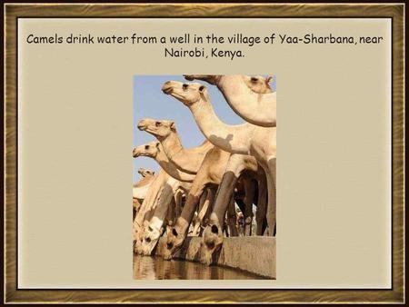 Camels drink water from a well in the village of Yaa-Sharbana, near Nairobi, Kenya.
