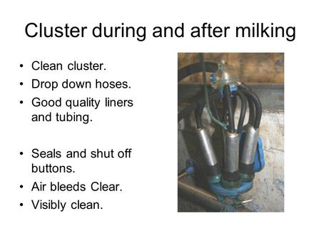 Cluster during and after milking Clean cluster. Drop down hoses. Good quality liners and tubing. Seals and shut off buttons. Air bleeds Clear. Visibly.