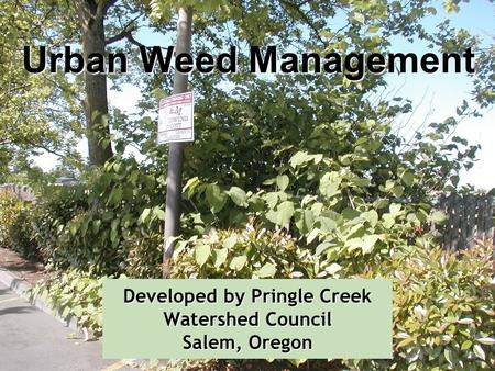 Developed by Pringle Creek Watershed Council Salem, Oregon Urban Weed Management.