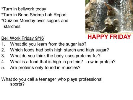 *Turn in bellwork today *Turn in Brine Shrimp Lab Report *Quiz on Monday over sugars and starches Bell Work Friday 9/16 1.What did you learn from the sugar.