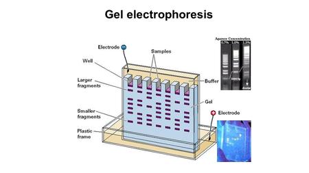 Gel electrophoresis The gel electrophoresis method was developed in the late 1960's. It is a fundamental tool for DNA sequencing.