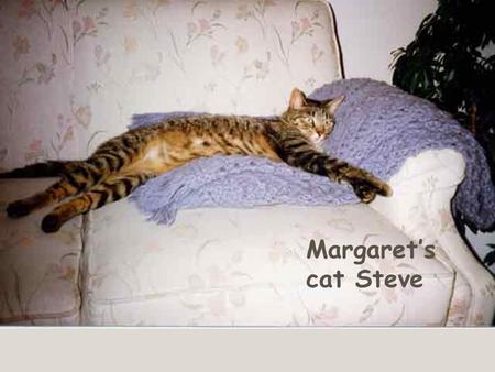 Margaret’s cat Steve. Margaret’s cat Fergus Judy’s dog Trixie.