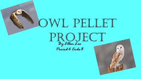 By Ellen Lee Period 6 Code 8 Owl Pellet Project Introduction.