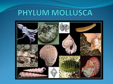 PHYLUM MOLLUSCA Invertebrates Freshwater, marine, & terrestrial Largest marine phylum 23% of named marine species Mantle Radula Ventral foot.