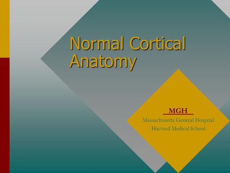 Normal Cortical Anatomy