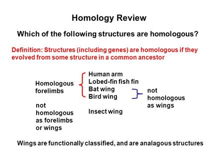 Homology Review Human arm Lobed-fin fish fin Bat wing Bird wing Insect wing Homologous forelimbs not homologous as forelimbs or wings Definition: Structures.