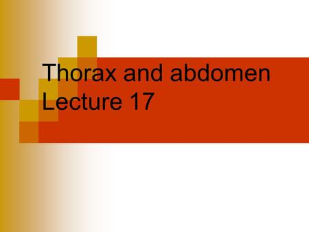 Thorax and abdomen Lecture 17