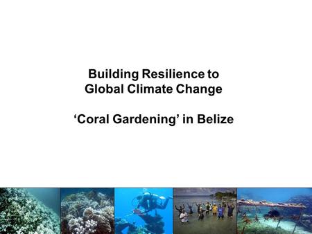 Building Resilience to Global Climate Change ‘Coral Gardening’ in Belize.